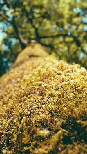 网红黑料入口截图2