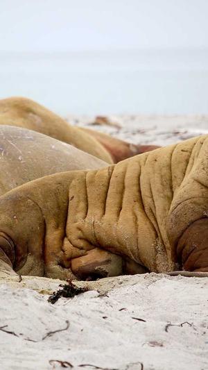 吃哈密瓜有什么好处?截图4