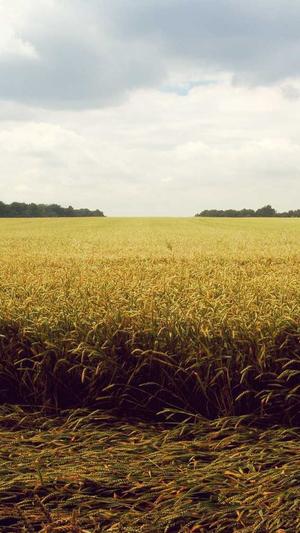 黑料网吃瓜截图1