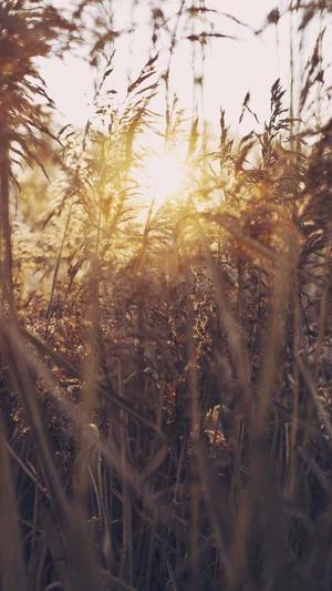 白料和黑料什么意思截图2